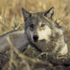 A gray wolf.